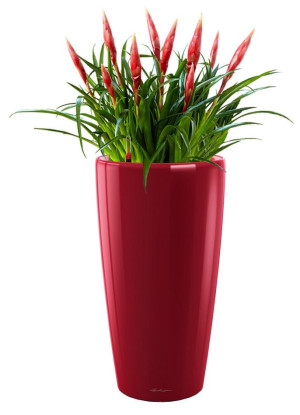 Potted Blooming Vriesea Astrid House Plant in LECHUZA RONDO Scarlet Red High Gloss Self-watering Planter, Total Height 90 cm