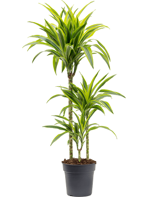 Colorful Corn Plant Dracaena fragrans \'Lemon Lime\' Tall Indoor House Plants Trees W35 H(80-100) cm, Potsize D21 cm