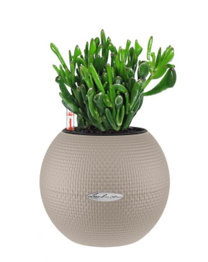 Potted Crassula Ovata Hobbit Money House Plant in LECHUZA-PURO Sand Brown Self-watering Planter, Total Height 30 cm