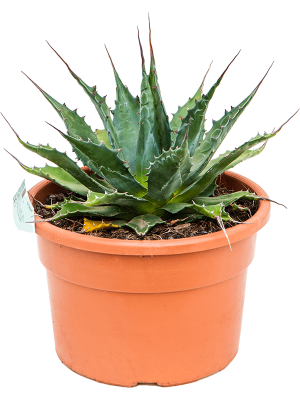 Easy-Care Mountain Agave montana Indoor House Plants W35 H(30-40) cm, Potsize D23 cm