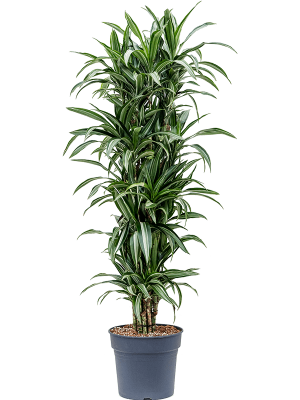 Easy-Care Corn Plant Dracaena fragrans \'Ulises\' Tall Indoor House Plants Trees W65 H(140-170) cm, Potsize D34 cm