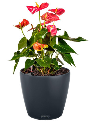 Potted Blooming Anthurium Andraeanum House Plant in LECHUZA CLASSICO Color Slate Self-watering Planter, Total Height 45 cm