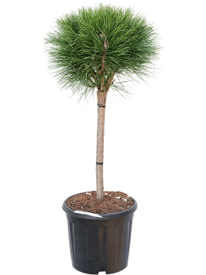 Pinus nigra \'Summer Breeze\' W50 H(80-100) cm, Potsize D30 cm
