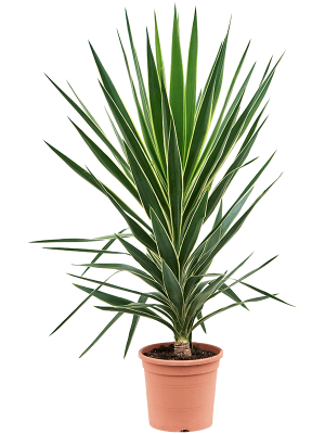 Photogenic Spineless Yucca Yucca elephantipes \'Puck\' Indoor House Plants W60 H(100-120) cm, Potsize D27 cm