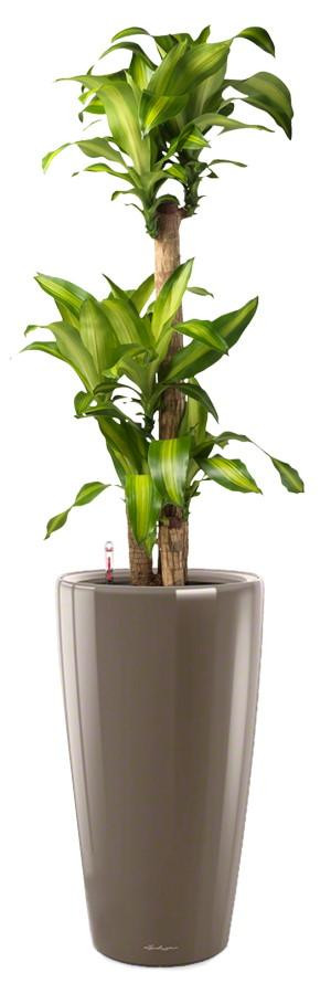 Potted Dracaena Fragrans Massangeana House Plant in LECHUZA RONDO Shiny Taupe Self-watering Planter, Total Height 160 cm