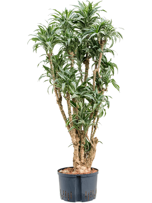 Dracaena deremensis \'Warneckei compacta\' W60 H(108-135) cm Live Plant, Potsize D28 cm