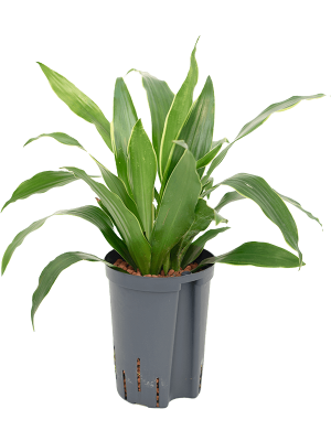 Dracaena fragrans \'Arturo\' Corn Plant W30 H(38-45) cm Live Plant, Potsize D15 cm