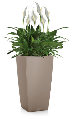 Potted Blooming Spathiphyllum Sweet Chico House Plant in LECHUZA CUBICO Color Sand Brown Self-watering Planter, Total Height 60 cm