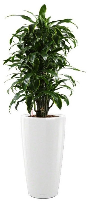 Potted Dracaena Fragrans Arturo House Plant in LECHUZA RONDO White High Gloss Self-watering Planter, Total Height 160 cm