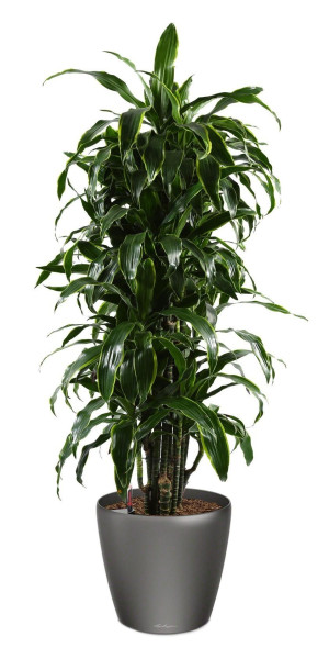 Potted Dracaena Fragrans Arturo House Plant in LECHUZA CLASSICO LS Charcoal Metallic Self-watering Planter, Total Height 150 cm