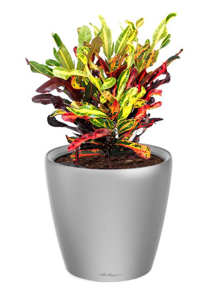Potted Codiaeum Mammy House Plant in LECHUZA CLASSICO LS Silver Metallic Self-watering Planter, Total Height 45 cm