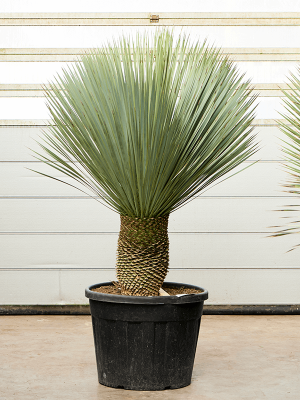 Photogenic Beaked Blue Yucca rostrata Indoor House Plants (160-170) W120 H(132-165) cm, Potsize D60 cm