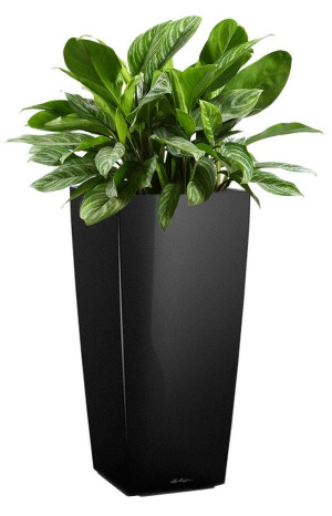 Potted Aglaonema Stripes House Plant in LECHUZA CUBICO Black High Gloss Self-watering Planter, Total Height 125 cm