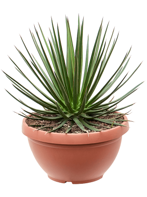 Easy-Care Agave ocahui Indoor House Plants W45 H(47-55) cm, Potsize D35 cm