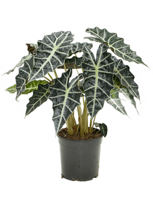 Lush Elephant Ear Alocasia amazonica \'Darf\' Indoor House Plants W45 H(50-60) cm, Potsize D21 cm