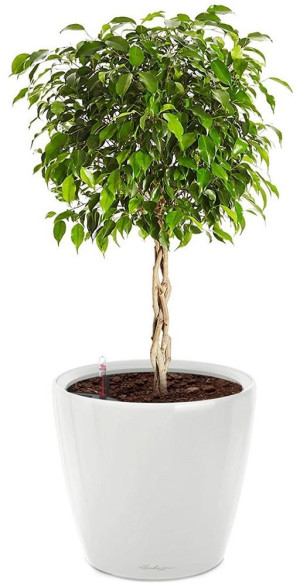 Potted Ficus Benjamina Exotica House Plant in LECHUZA CLASSICO LS White High Gloss Self-watering Planter, Total Height 70 cm