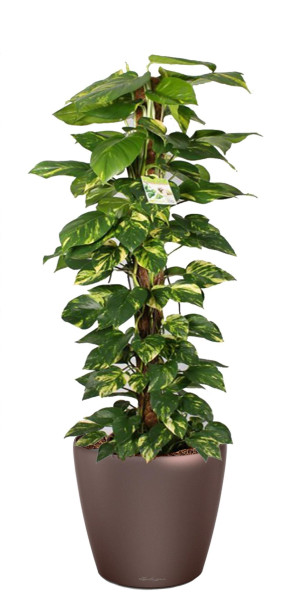 Potted Epipremnum aureum Golden Pothos House Plant in LECHUZA CLASSICO LS Espresso Metallic Self-watering Planter, Total Height 160 cm
