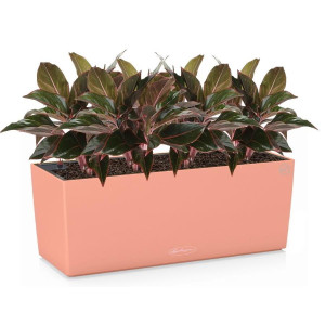 Potted Aglaonema Crete House Plant in LECHUZA BALCONERA Color Coral Red Self-watering Planter, Total Height 45 cm