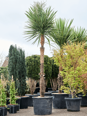 Cordyline indivisa W120 H(300-380) cm, Potsize D75 cm