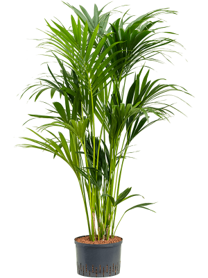 Palm Kentia (Howea) forsteriana W80 H140 cm