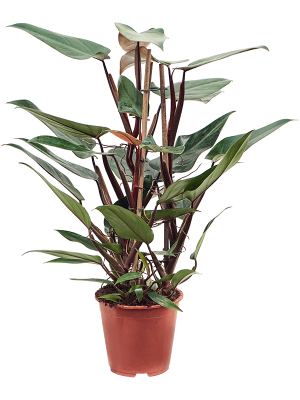 Philodendron \'New Red\' W70 H(64-75) cm, Potsize D19 cm