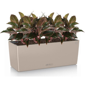 Potted Aglaonema Crete House Plant in LECHUZA BALCONERA Color Sand Brown Self-watering Planter, Total Height 45 cm