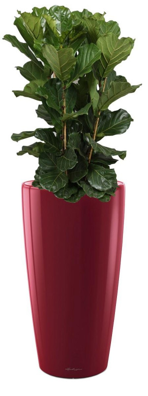 Potted Ficus Lyrata House Plant in LECHUZA RONDO Scarlet Red High Gloss Self-watering Planter, Total Height 160 cm