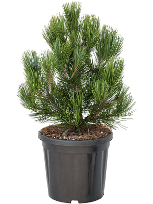 Pinus leucodermis \'Compact Gem\' W35 H(72-85) cm, Potsize D31 cm