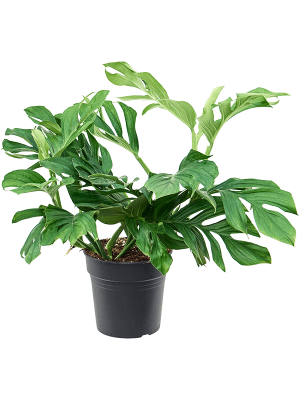 Shade-loving Monkey Leaf Monstera pinnatipartita Indoor House Plants W40 H(40-50) cm, Potsize D24 cm