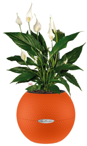 Potted Blooming Spathiphyllum House Plant in LECHUZA-PURO Blood Orange Self-watering Planter, Total Height 45 cm