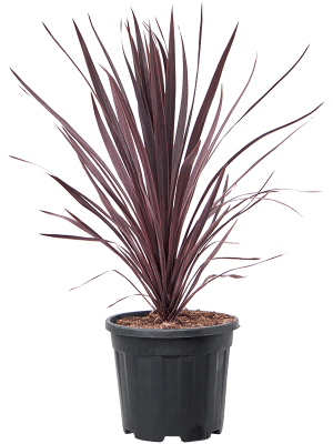 Cordyline australis \'Black Night\' W55 H(80-90) cm, Potsize D32 cm