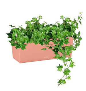 Potted Ivy House Plant in LECHUZA BALCONERA Color Coral Red Self-watering Planter, Total Height 50 cm