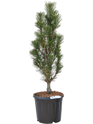 Pinus nigra \'Komet\' W30 H(90-110) cm, Potsize D27 cm