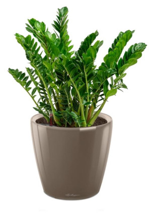 Potted Zamioculcas House Plant in LECHUZA CLASSICO LS Shiny Taupe Self-watering Planter, Total Height 40 cm