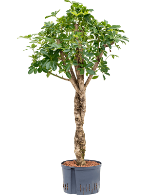 Schefflera arboricola \'Compacta\' Umbrella Tree W80 H(108-135) cm Live Plant, Potsize D28 cm