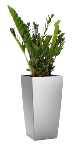 Potted Zamioculcas Zamiifolia House Plant in LECHUZA CUBICO Silver Metallic Self-watering Planter, Total Height 125 cm