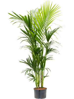 Palm Kentia (Howea) forsteriana W110 H180 cm