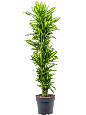 Colorful Corn Plant Dracaena fragrans \'Cintho\' Tall Indoor House Plants Trees W55 H(150-190) cm, Potsize D34 cm