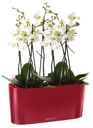 Potted Blooming Phalaenopsis Orchid House Plant in LECHUZA DELTA Scarlet Red High Gloss Self-watering Planter, Total Height 60 cm