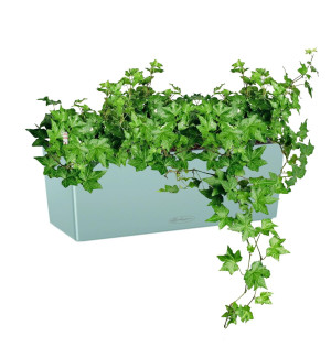 Potted Ivy House Plant in LECHUZA BALCONERA Color Pastel Green Self-watering Planter, Total Height 50 cm