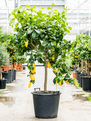 Cheerful Citrus lemon Tall Indoor House Plants Trees W100 H(140-175) cm, Potsize D50 cm