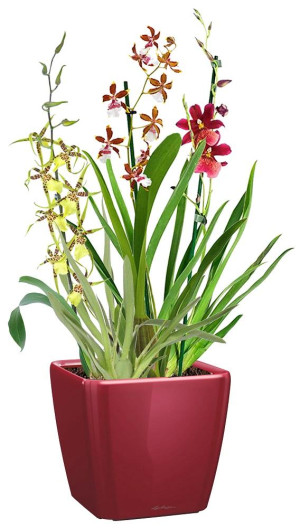 Potted Blooming Orchids House Plant in LECHUZA QUADRO LS Scarlet Red High Gloss Self-watering Planter, Total Height 70 cm