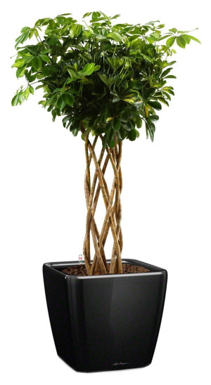 Potted Schefflera Arboricola Gold Capella House Plant in LECHUZA QUADRO LS Black High Gloss Self-watering Planter, Total Height 180 cm