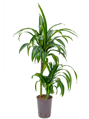 Dracaena fragrans \'Hawaiian Sunshine\' W30 H(70-80) cm Live Plant, Potsize D15 cm