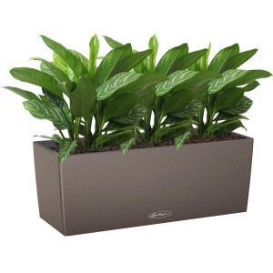 Potted Aglaonema Stripes House Plant in LECHUZA BALCONERA Color Nutmeg Self-watering Planter, Total Height 45 cm