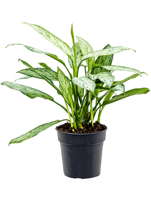 Lush Chinese Evergreen Aglaonema \'Silver Queen\' Indoor House Plants W30 H(40-50) cm, Potsize D19 cm