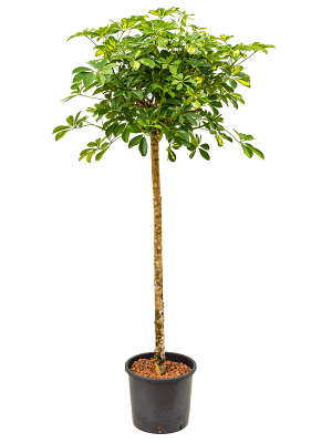 Schefflera arboricola \'Gold Capella\' Umbrella Tree W60 H(140-180) cm Live Plant, Potsize D30 cm