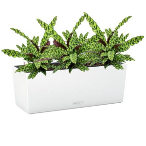 Potted Calathea Lancifolia House Plant in LECHUZA BALCONERA Color White Self-watering Planter, Total Height 60 cm