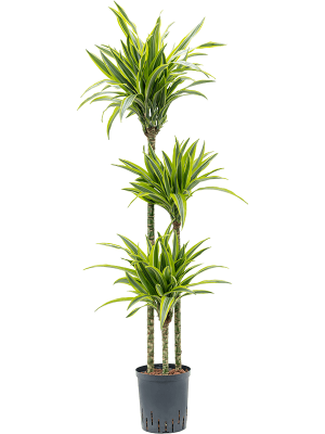 Dracaena fragrans \'Lemon Lime\' Corn Plant W35 H(110-140) cm Live Plant, Potsize D18 cm
