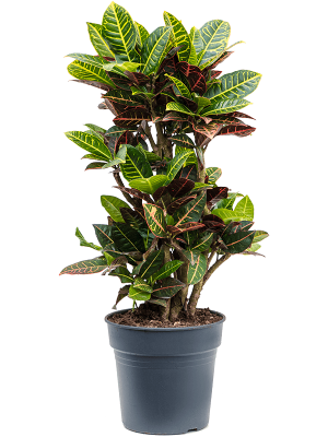 Colorful Croton (Codiaeum) variegatum \'Petra\' Indoor House Plants W30 H(80-100) cm, Potsize D27 cm